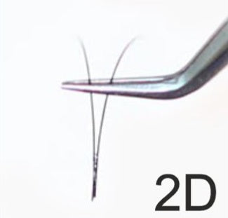 J Curve / Black Pre-Fanned Eyelash Extensions