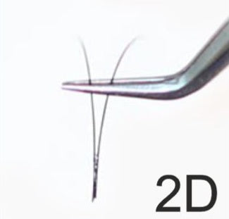 2D / D Curve / Brown Pre-Fanned Eyelash Extensions